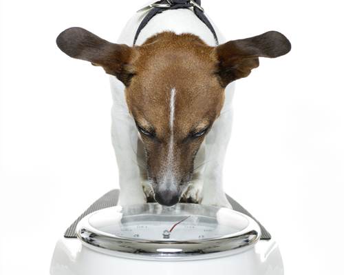 cane obeso: come capire se i chili sono troppi