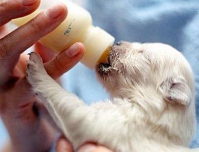 Latte ai cani