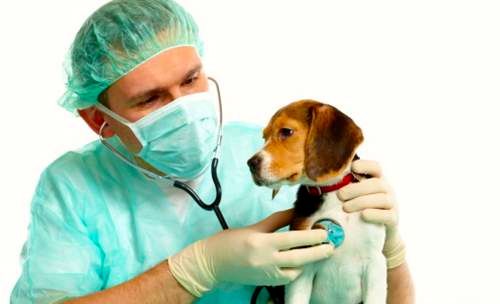 parvovirosi canina: sintomi e cure