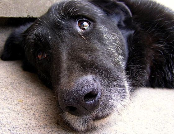 come aiutare i cani anziani