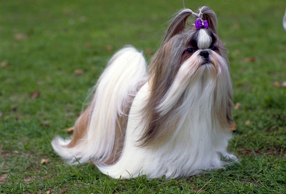 shih tzu you shih tzu caratteristiche e cose da sapere shih tzu you shih tzu caratteristiche e cose da sapere