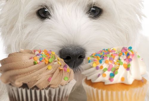 il diabete negli animali domestici