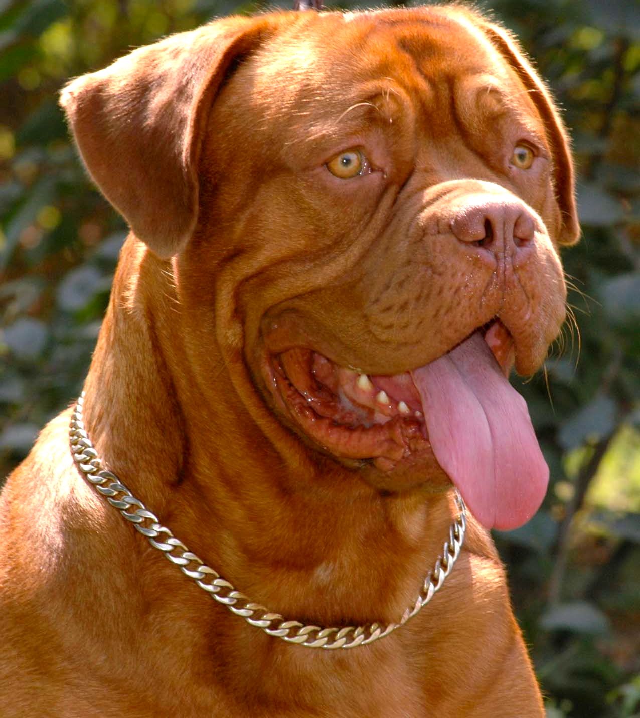 Pitbull Vs American Bully Picarena Image Match Pitbull Pictures Photo ... Pitbull Vs American Bully Picarena Image Match Pitbull Pictures Photo ...
