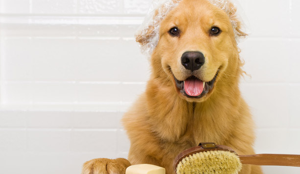 Toelettatura del labrador retriever