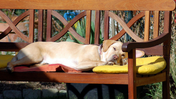 Disturbi specifici del Labrador