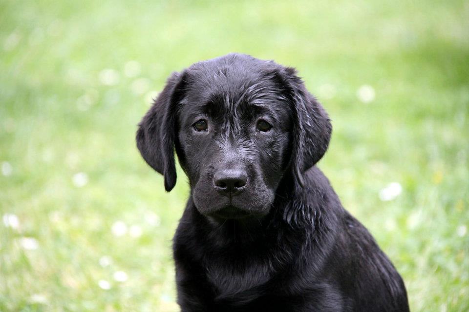 La salute del labrador