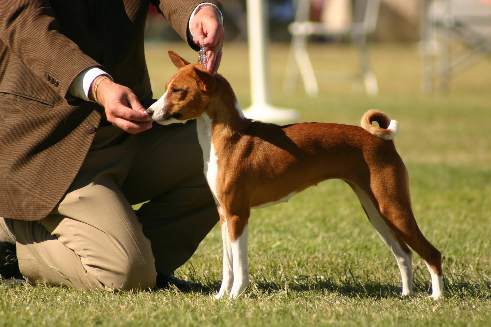 Cane Bolognese Caratteristiche E Cose Da Sapere