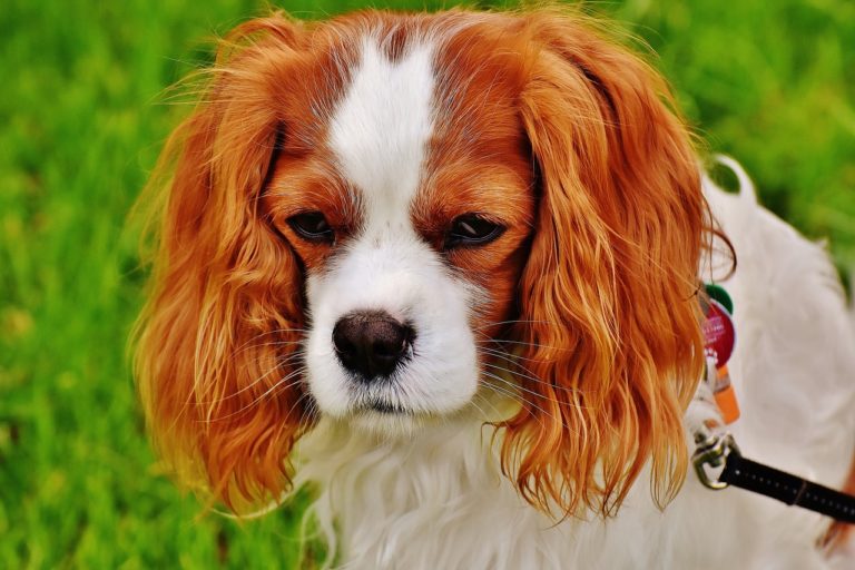 Cane Cavalier King Charles Spaniel Caratteristiche, Alimentazione e