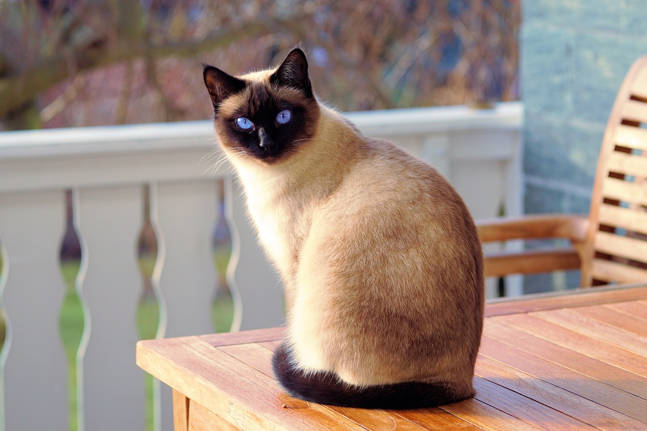 Gatto Siamese Caratteristiche, Alimentazione e Carattere Gatto Siamese Caratteristiche, Alimentazione e Carattere
