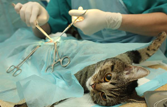 A Quanti Mesi Si Castra Un Gatto