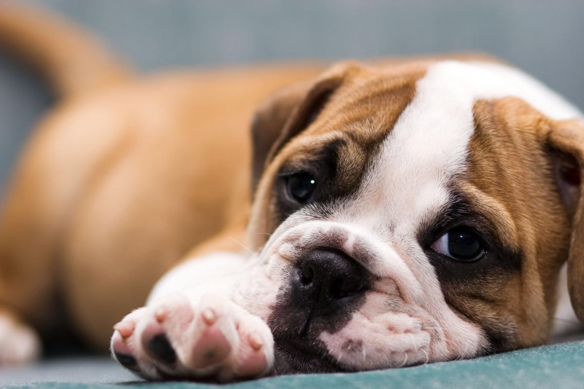Cane Bolognese Caratteristiche E Cose Da Sapere