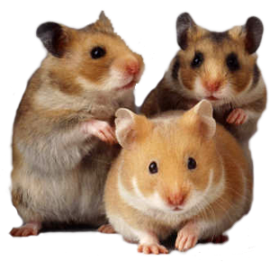 roditori domestici: i criceti