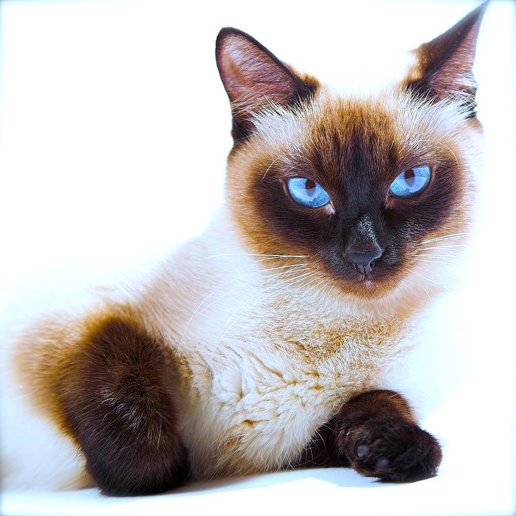 Gatto Orientale E Gatto Sphinx Caratteristiche E Cose Da Sapere