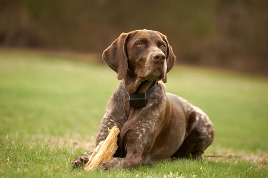 Accessori Per Cani Da Caccia