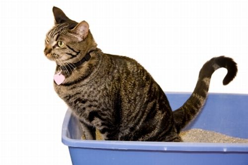 Come Insegnare Al Gatto A Fare I Bisogni Nella Lettiera