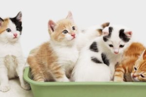Gatti Di Razza