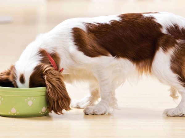 Alimentazione Cavalier King Cucciolo