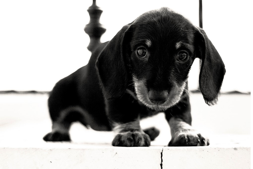 Cane Bassotto Caratteristiche E Cose Da Sapere