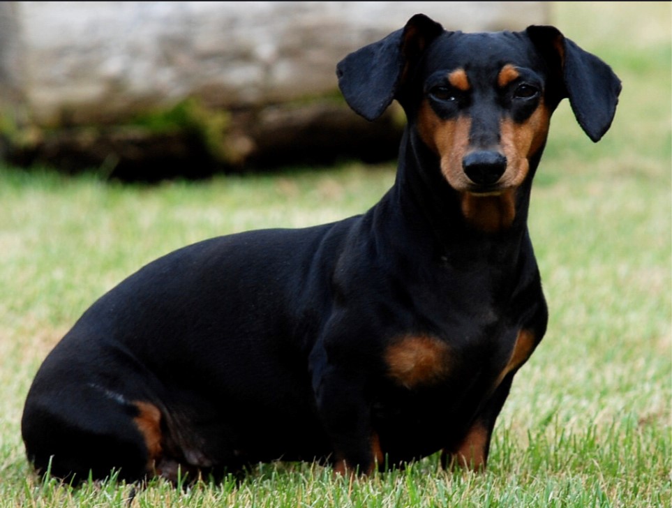 Cane Bassotto Caratteristiche E Cose Da Sapere